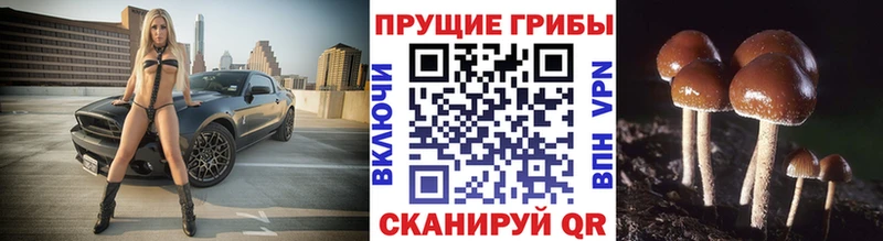 Галлюциногенные грибы Psilocybe  Партизанск 